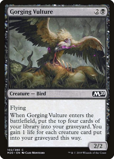 Gorging Vulture (102)