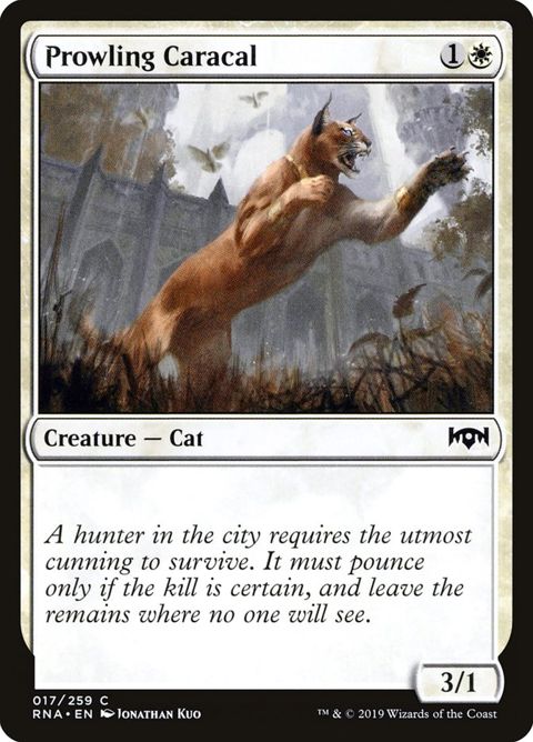 Prowling Caracal (17)